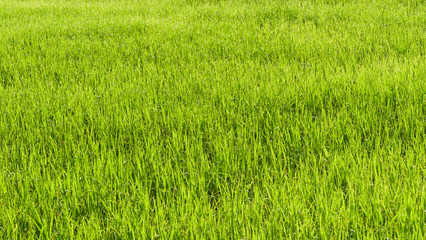Obraz na płótnie Canvas Green Rice field