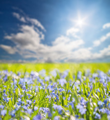 small blue flowers under bright sun