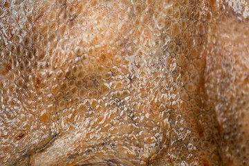 Real octopus skin close-up. Skin texture for your design.