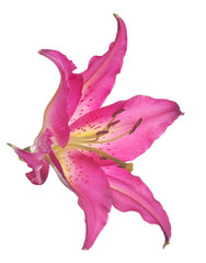 Fototapeta na wymiar dark pink lily bloom on white