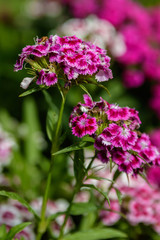 different coloured flowers in the night
