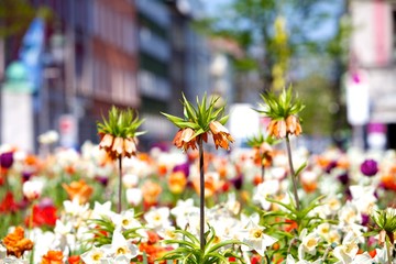 Flowers in the center of Munich at Gaertner Platz