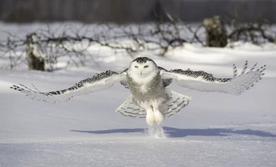 Snowy Owl