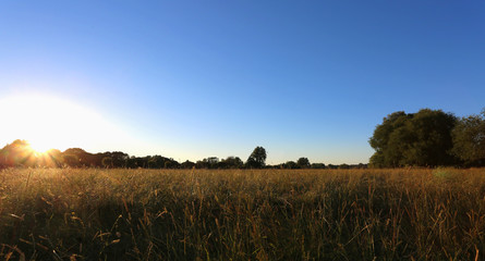 Fototapeta premium Sunset On The Meadow