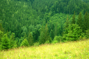 Fototapeta na wymiar green trees and green grass in mountains