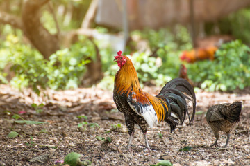 Beautiful Rooster and hen on nature background