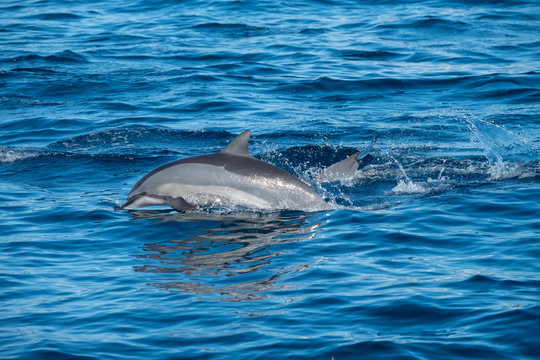 swimming dolphin in the ocean