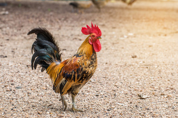 Beautiful Rooster and hen on nature background