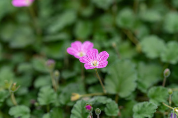 フウロソウの花