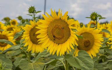 filed of sunflowers