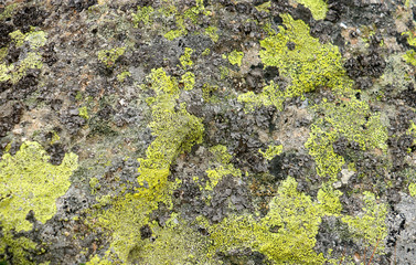green and grey rock texture