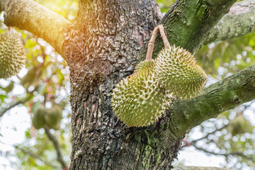 Fresh Durian (Durio zibethinus) king of tropical fruits hanging on brunch tree growth in organic garden