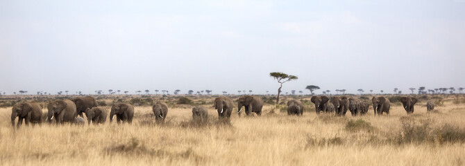 Herd of elephants in the Masai Mara - obrazy, fototapety, plakaty