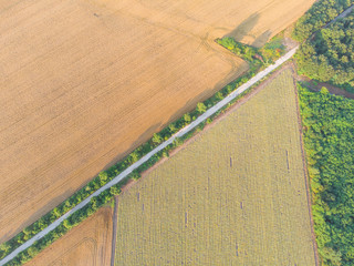 Fototapeta premium AERIAL view of Beautiful Blooming Curry plant field in rural countryside. Flying above on a field with herb Helichrysum italicum at sunrise.