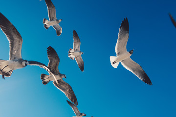 Seagulls flying in blue sky