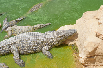 crocodile Park in Morocco