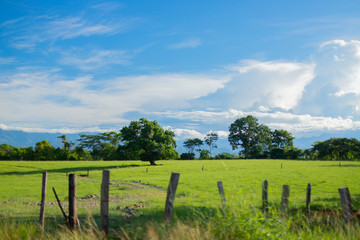 Fototapeta na wymiar landscape, threes, green, sky, sun