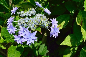 あじさい