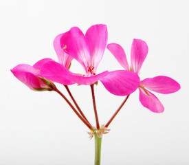 Geranium Pelargonium Flowers