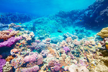 Fototapeta na wymiar reef