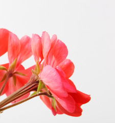 Geranium Pelargonium Flowers