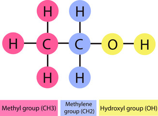 Vector illustration of the molecular structural formula of alcohol with labeled parts.