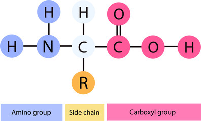 Vector illustration of the molecular structural formula of a amino acid with labeled parts.
