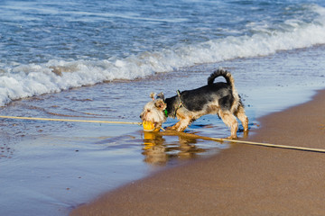 Funny dog playing on the sandy seashore at sunset. The concept of caring for pets, outdoor games, recreation and travel with pets.