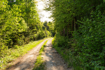Obraz premium Cycling in Nature Forest on a rainy day. Road in Forest nature. Green forest road. Nature. Road. Natural environment.