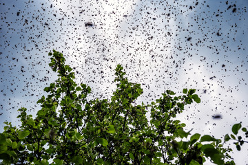 a bee swarm sits on a tree