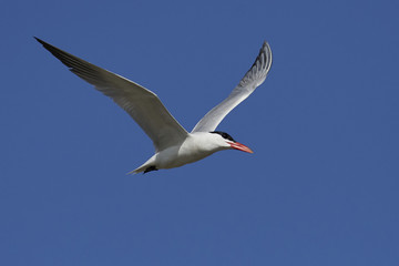 Caspian tern (Hydroprogne caspia)