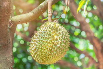 Fresh Durian (Durio zibethinus) king of tropical fruits hanging on brunch tree growth in organic garden 