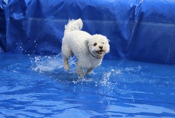 small white mixed dog have fun in the pool