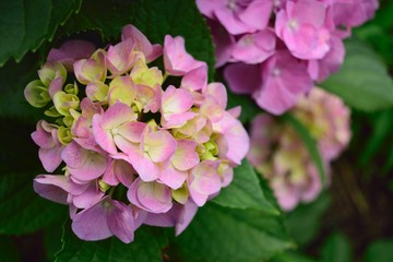 Fototapeta premium あじさい