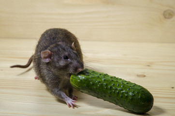 Rat and cucumber.