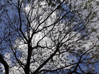 Tree, Aquarius Sao Jose dos Campos, Sao Paulo, Brazil.