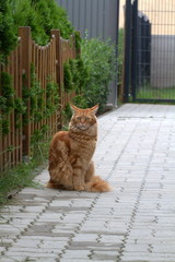 Obraz premium Red cat Maine Coon stands on the garden path