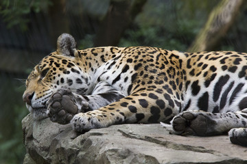 Resting jaguar lies quietly on a rock
