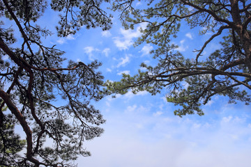 Pine trees. Sky background.