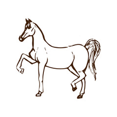 Fototapeta na wymiar Hand drawn sketch of horse. Brown line drawing isolated on white background. Vector animal illustration.