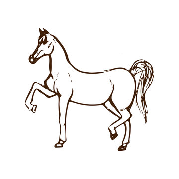 Hand drawn sketch of horse. Brown line drawing isolated on white background. Vector animal illustration.