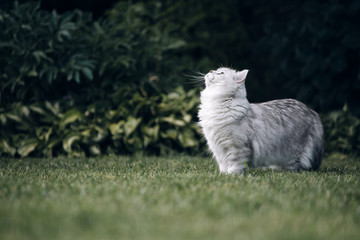 British Longhair cat outside