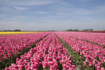 Landscape with pink blooming tulips in the spring