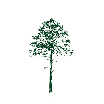 Pine tree. Green Line drawing Isolated on white Background. Hand drawn sketch. Vector illustration.