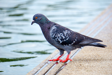 Red eyes and feet Indomalaya Pigeon or dove standing in front of  its flocks in the background