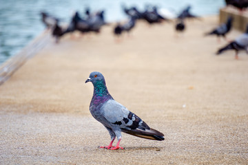 Red eyes and feet Indomalaya Pigeon or dove standing in front of  its flocks in the background