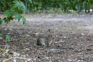 Wilder Hase / Wildes Kaninchen im Park