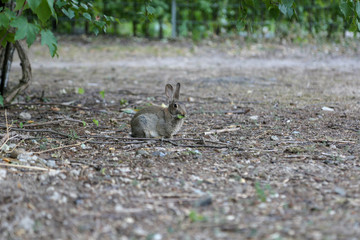 Wilder Hase / Wildes Kaninchen im Park