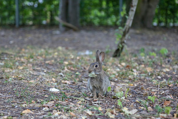 Wilder Hase / Wildes Kaninchen im Park