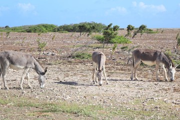 Wild donkey on the side of the road in the island of Bonaire